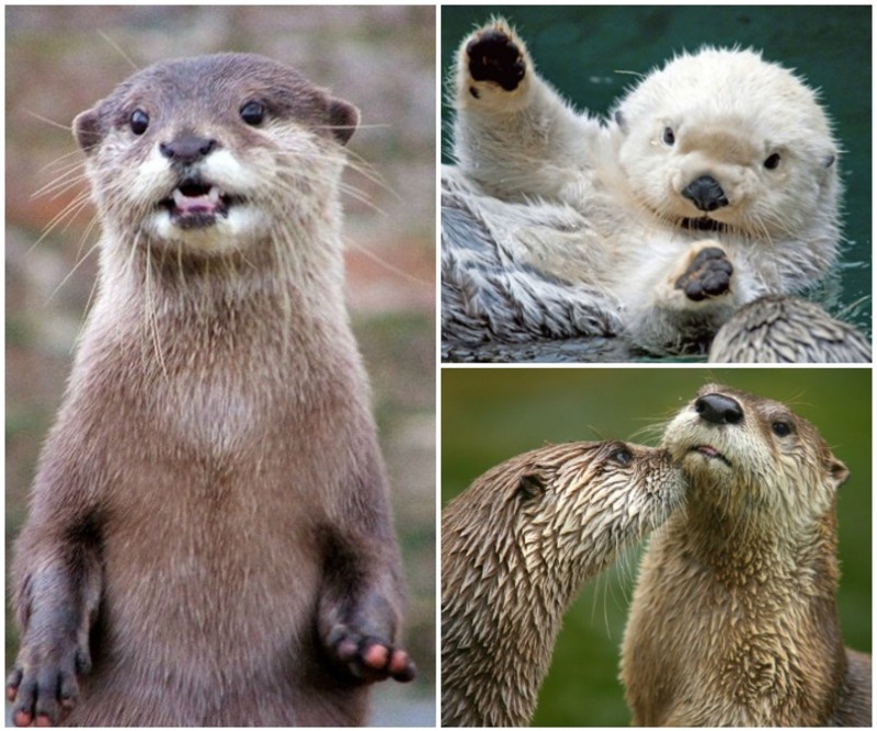 كلب البحر بطل أساطير العالم القديم .. صور غاية في اللطف